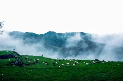 晴隆草地畜牧业风光