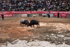 多彩贵州·第十四届中国原生态国际摄影大展 · 张向阳 的图集