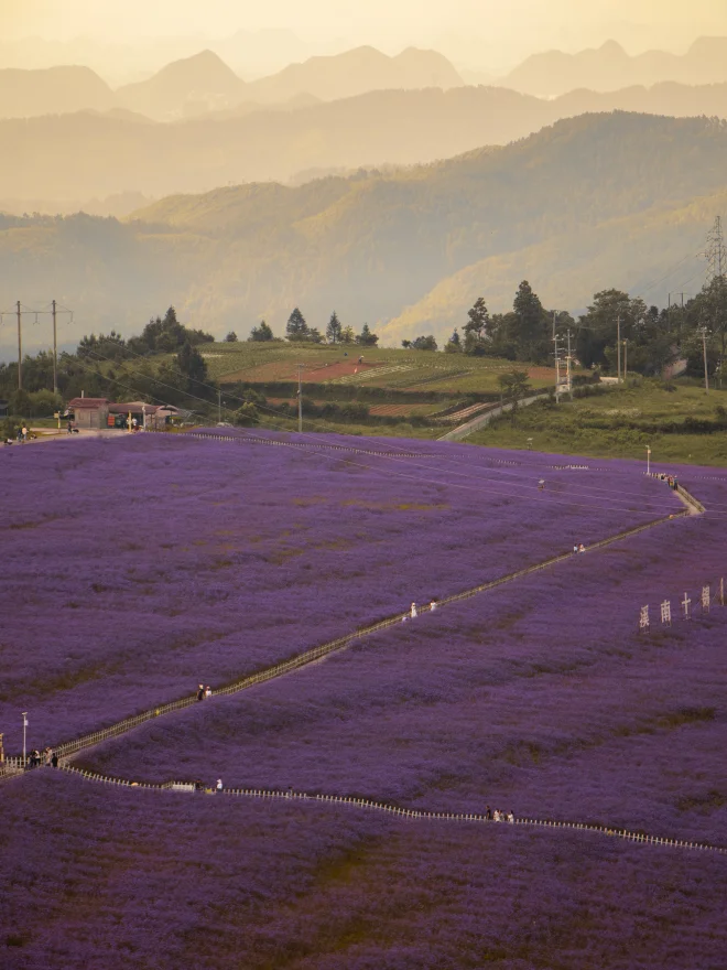 贵阳·花溪 高坡石门锦绣田园花海