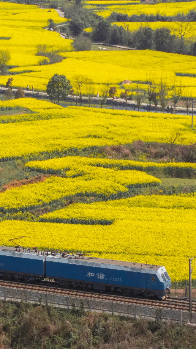 安顺·西秀 鲍家屯油菜花海