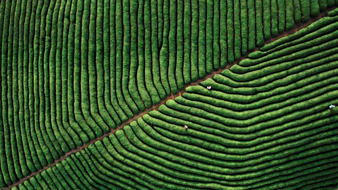 安顺·西秀 十二茅坡茶园