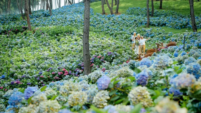 贵安新区 贵州梅园绣球花