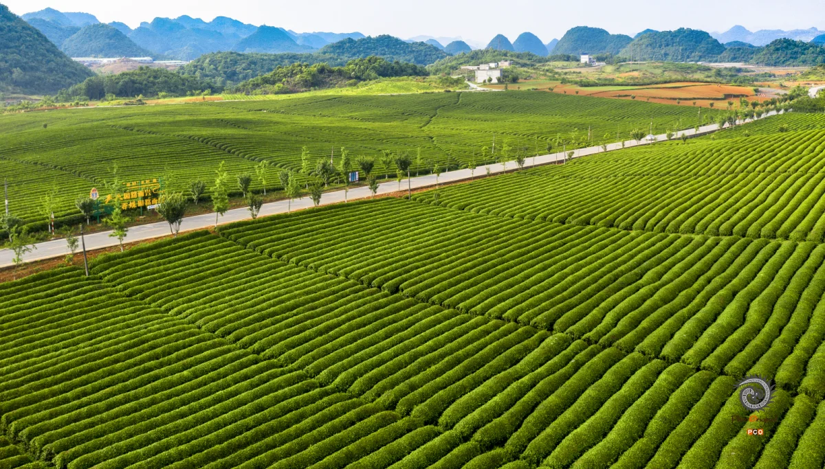 多彩贵州·第十四届中国原生态国际摄影大展 · 张燕 的图集