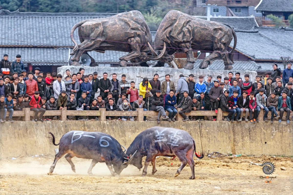 多彩贵州·第十四届中国原生态国际摄影大展 · 梦回唐朝 的图集