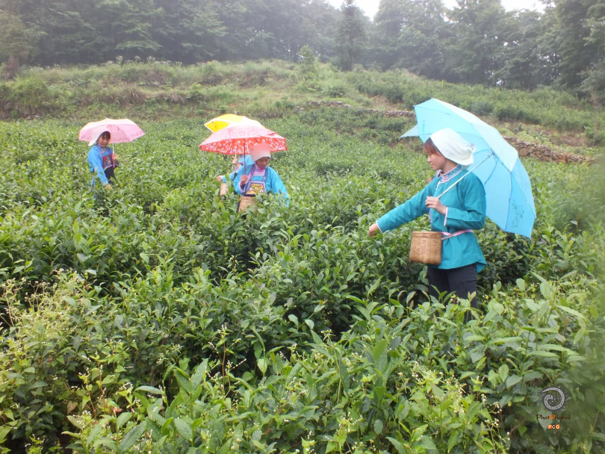 多彩贵州·第十四届中国原生态国际摄影大展 · 山民师 的图集