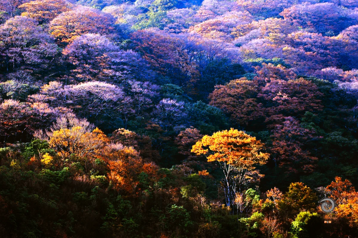 雷公山国家级森林公园·黔东南
