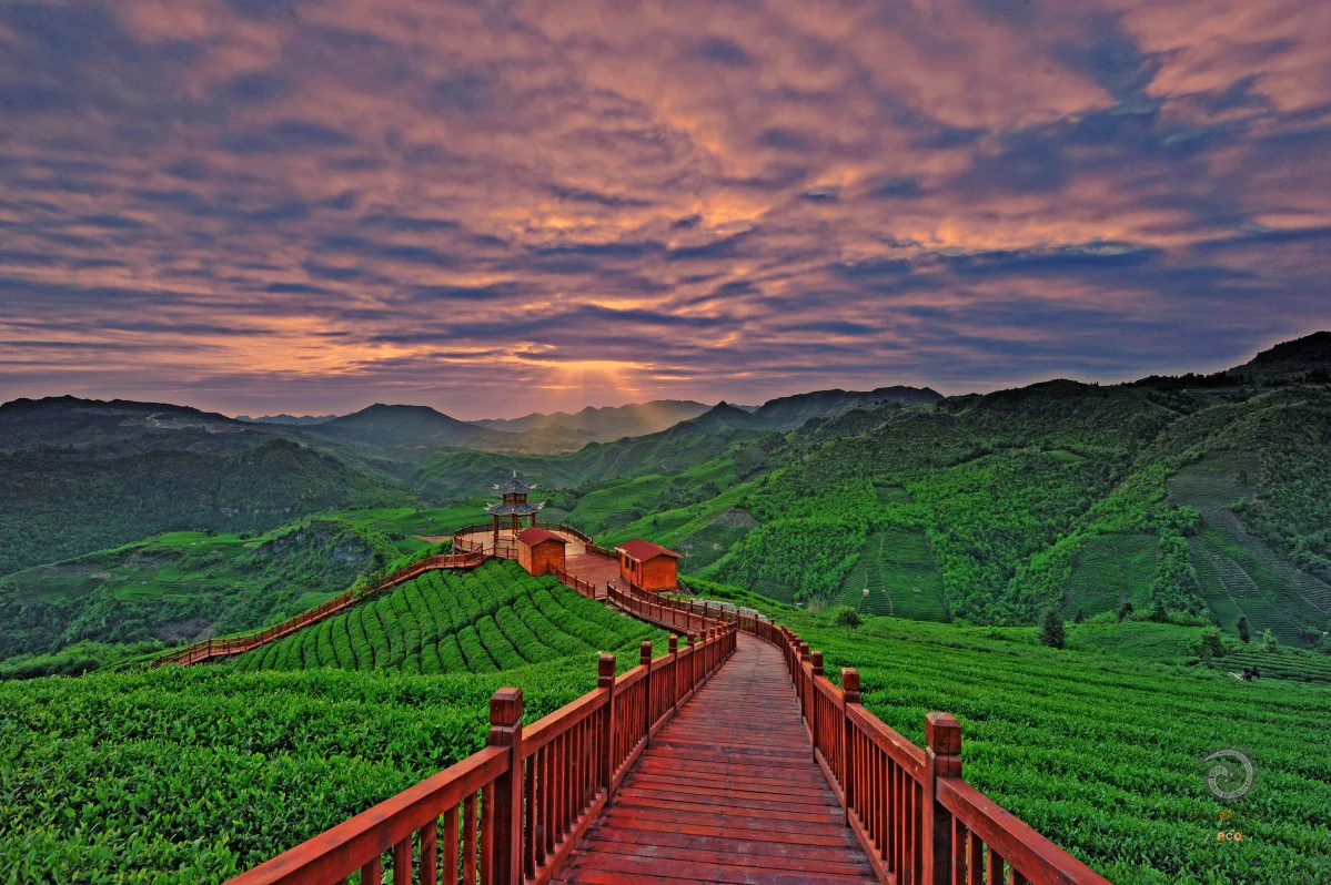 茶园夕照