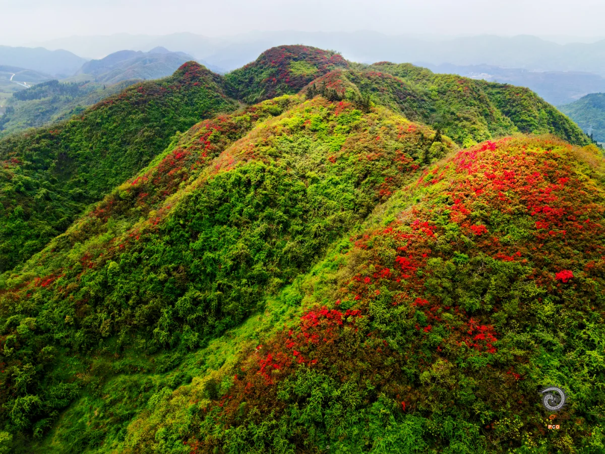 杜娟花开山梁红