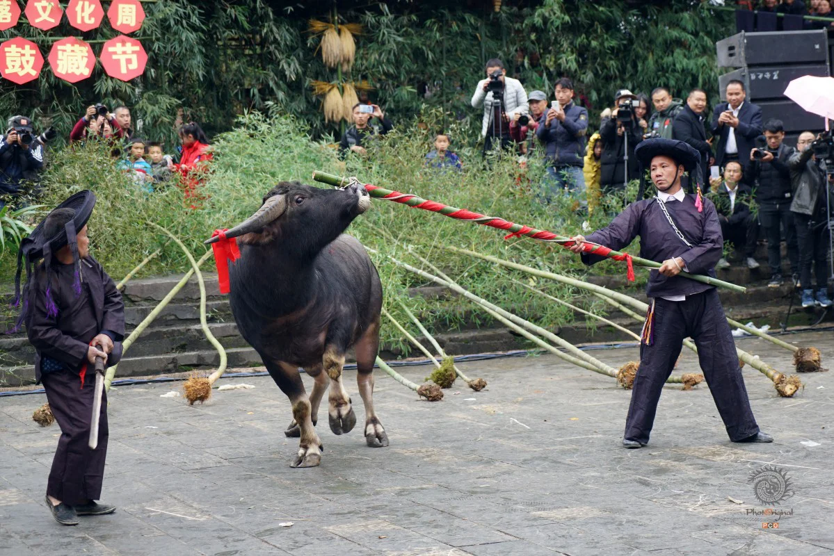 多彩贵州·第十四届中国原生态国际摄影大展 · 郑波 的图集