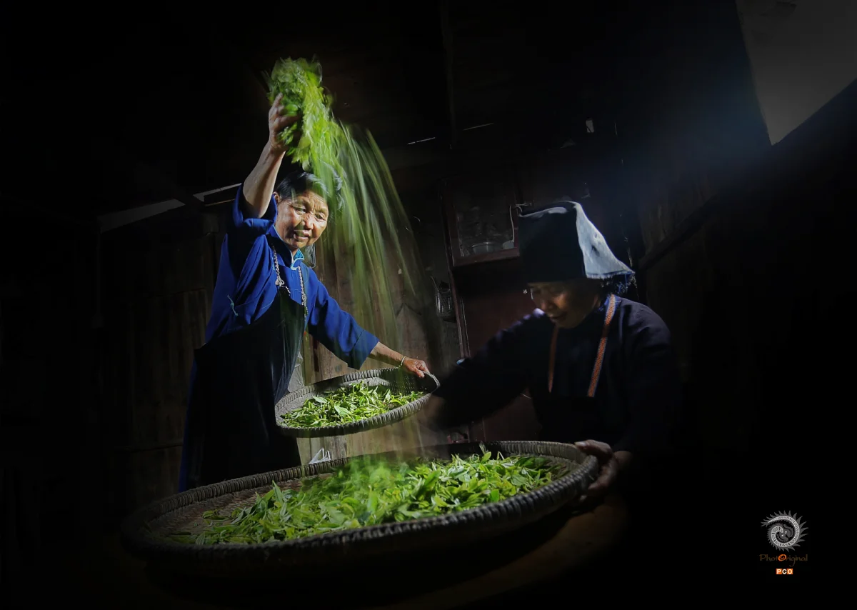《传统制茶》