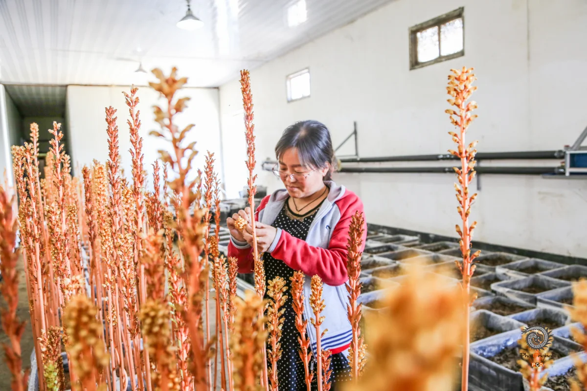 多彩贵州·第十四届中国原生态国际摄影大展 · 玉哥 的图集