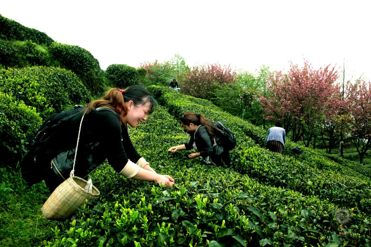 多彩贵州·第十四届中国原生态国际摄影大展 · 周访华 的图集