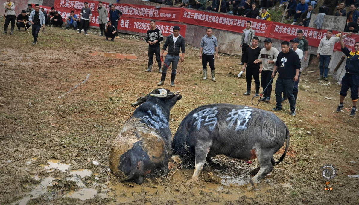多彩贵州·第十四届中国原生态国际摄影大展 · 许银琴 的图集