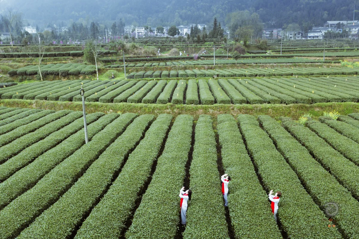 多彩贵州·第十四届中国原生态国际摄影大展 · 朱进 的图集