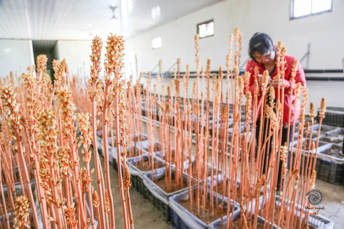 多彩贵州·第十四届中国原生态国际摄影大展 · 玉哥 的图集