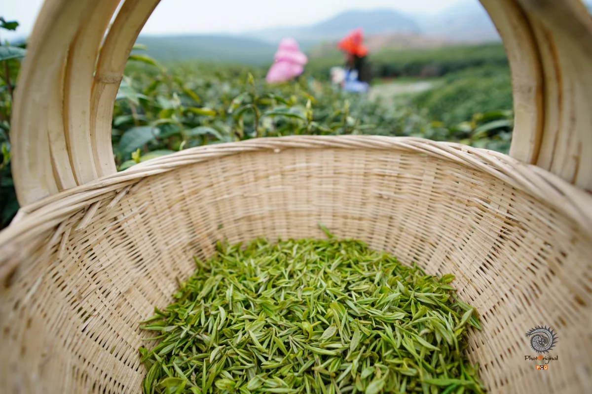 《茶农抢采春茶》