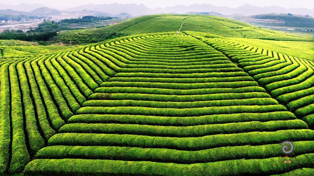 茶海茶园