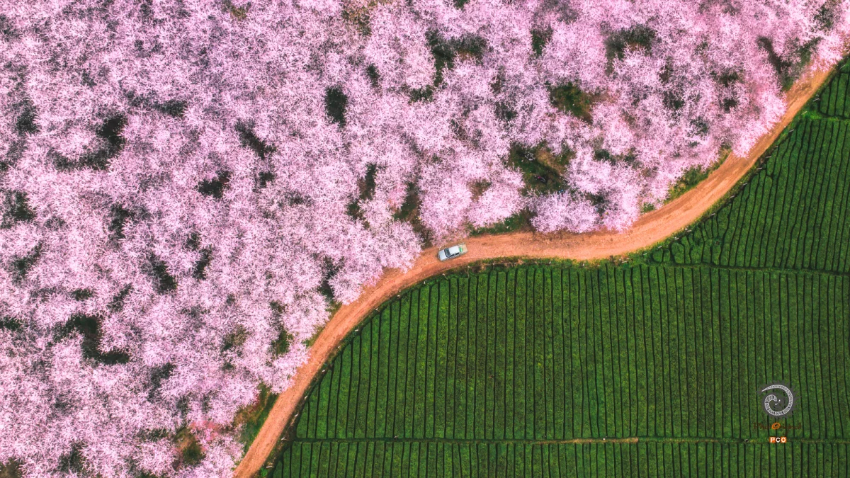 《樱花茶园养生之地》