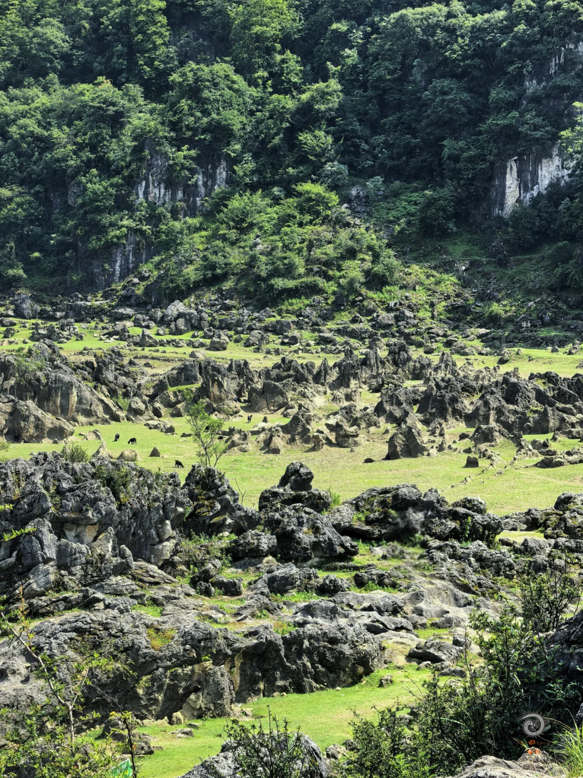 2025多彩贵州·第十八届中国原生态国际摄影大展 · 襟花 的图集