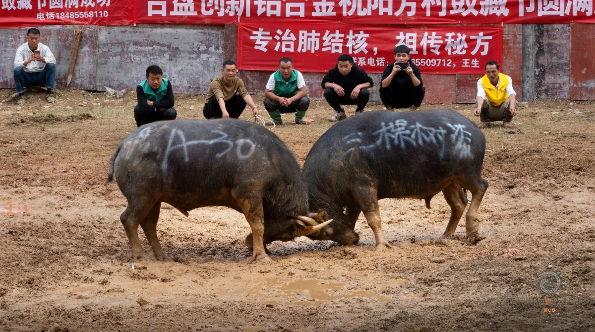 多彩贵州·第十四届中国原生态国际摄影大展 · 曾锡平 的图集