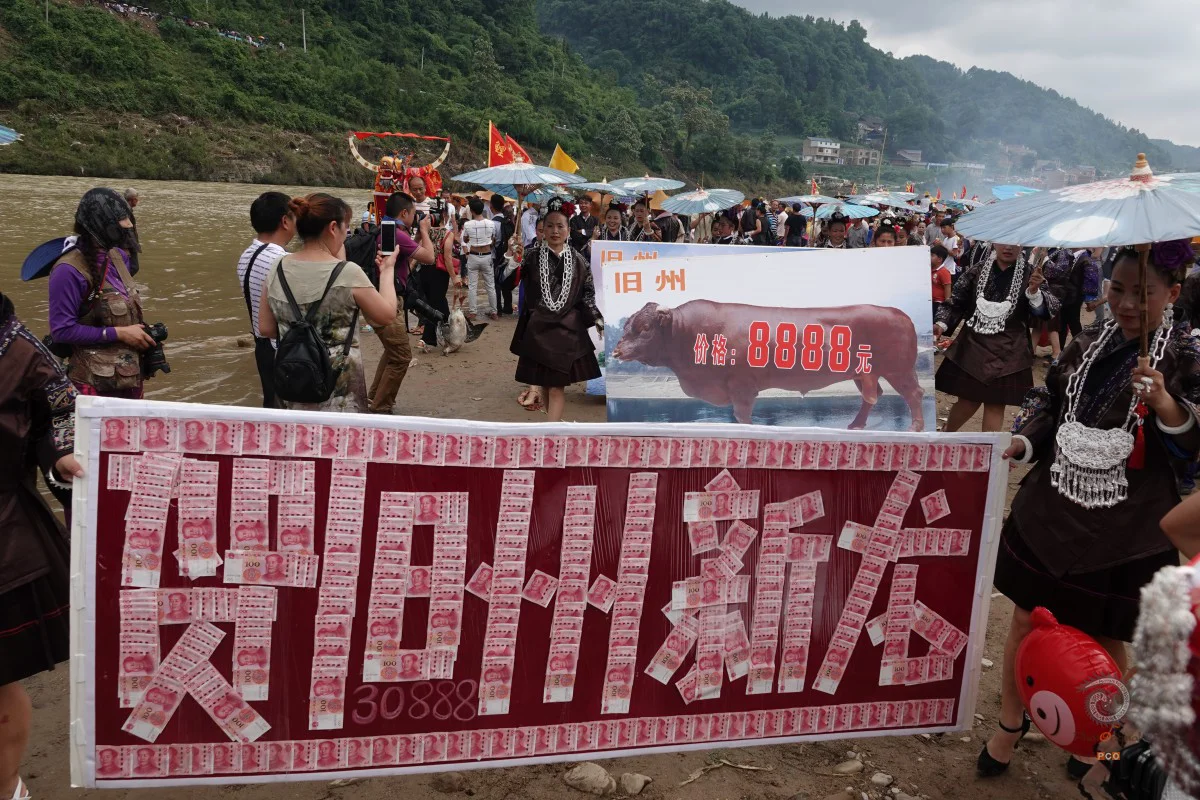 多彩贵州·第十四届中国原生态国际摄影大展 · 笨牛 的图集