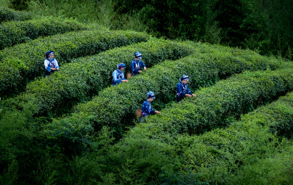 黔南·都匀 螺蛳壳茶山