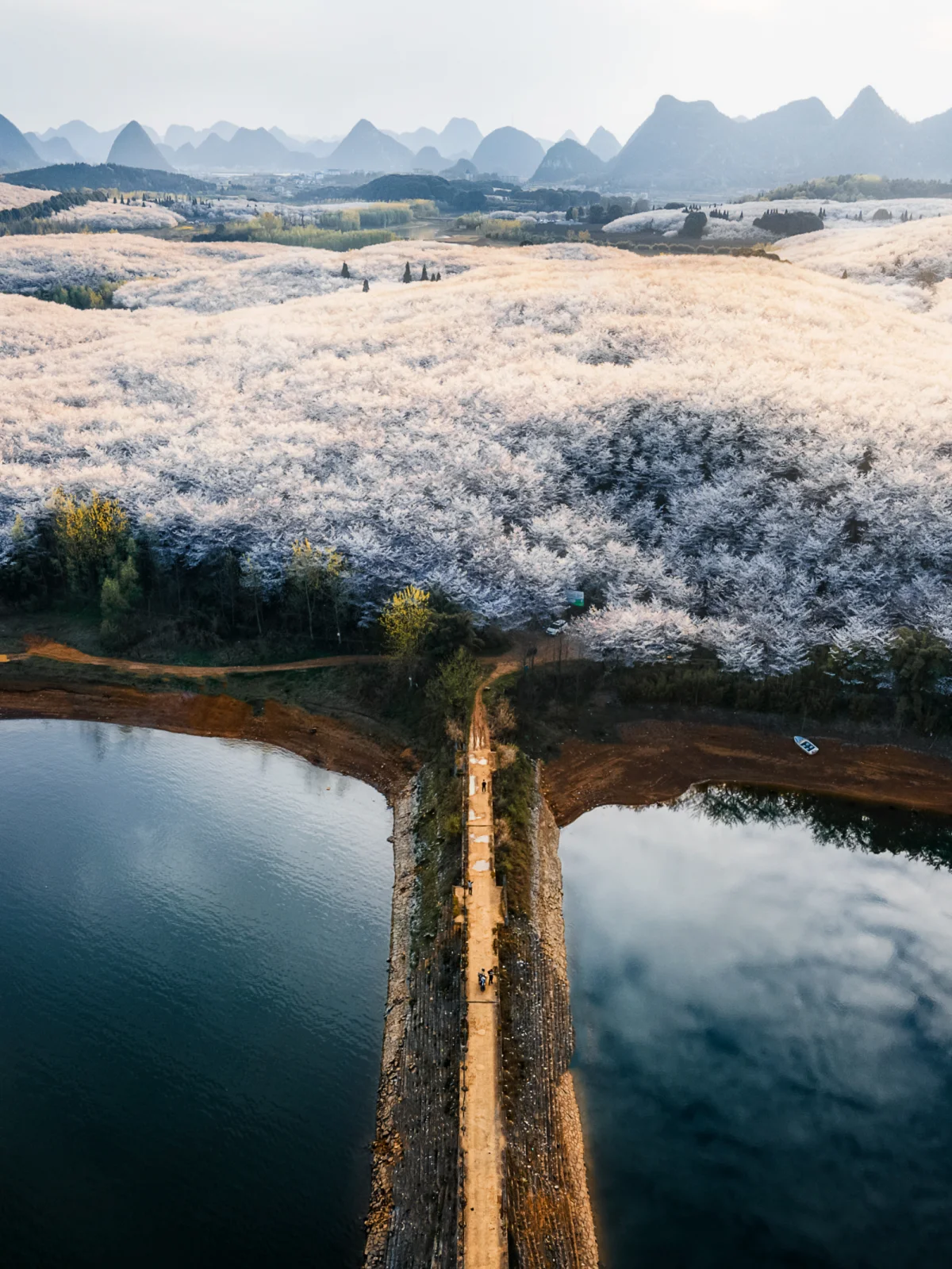 安顺·平坝 樱花园