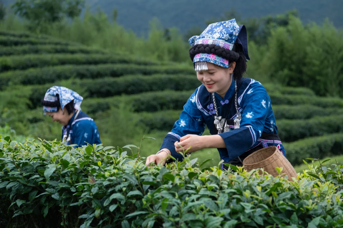 黔南·都匀 螺蛳壳茶山