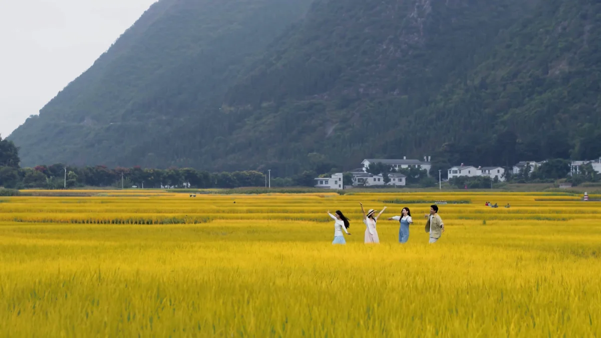 黔西南·兴义 万峰林稻田