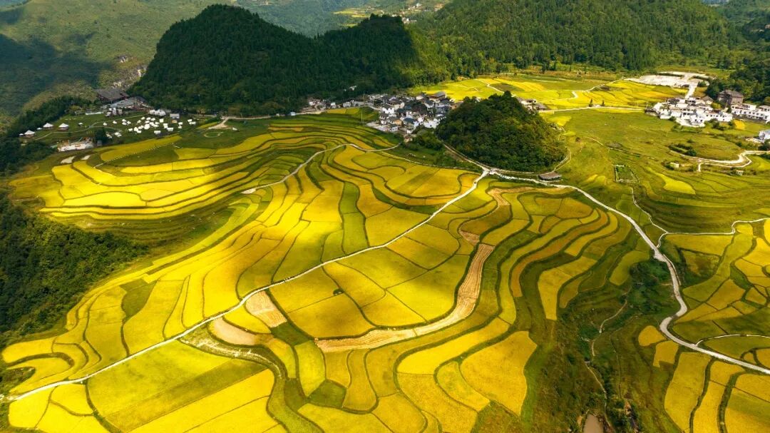 心安贵州 | 初秋花溪，金色稻田绘就乡村丰收画卷